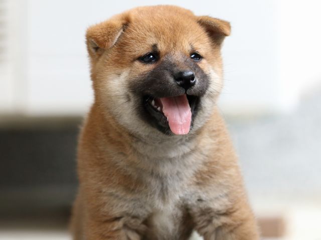 FP5A4464-puppy FP5A4464-puppy