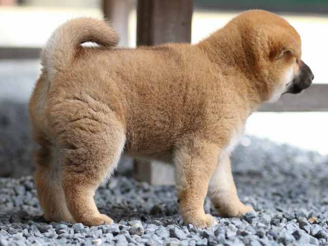 FP5A4489-puppy FP5A4489-puppy