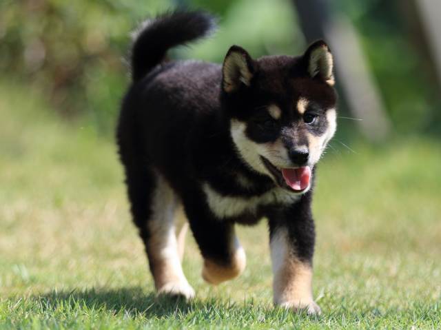 FP5A4509-puppy FP5A4509-puppy
