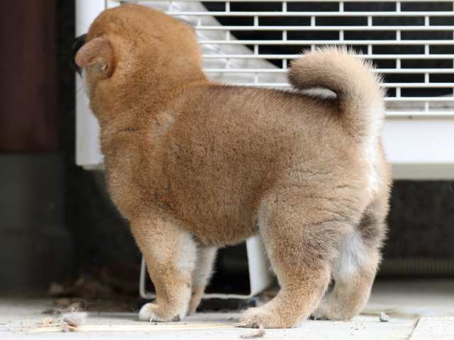 FP5A4513-puppy FP5A4513-puppy
