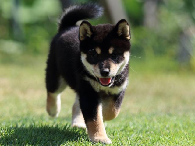 FP5A4514-puppy FP5A4514-puppy