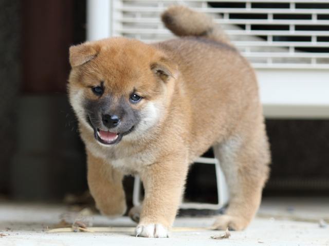 FP5A4516-puppy FP5A4516-puppy