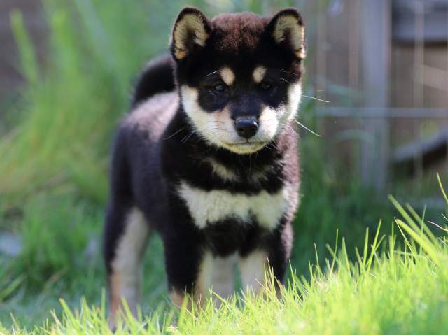FP5A4521-puppy FP5A4521-puppy