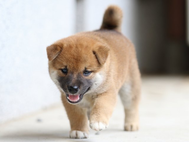 FP5A4523-puppy FP5A4523-puppy