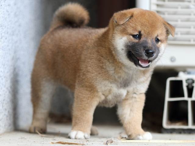 FP5A4537-puppy FP5A4537-puppy