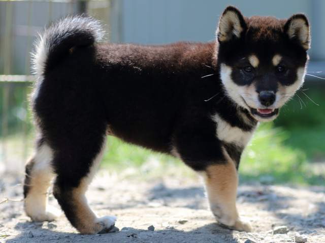 FP5A4538-puppy FP5A4538-puppy