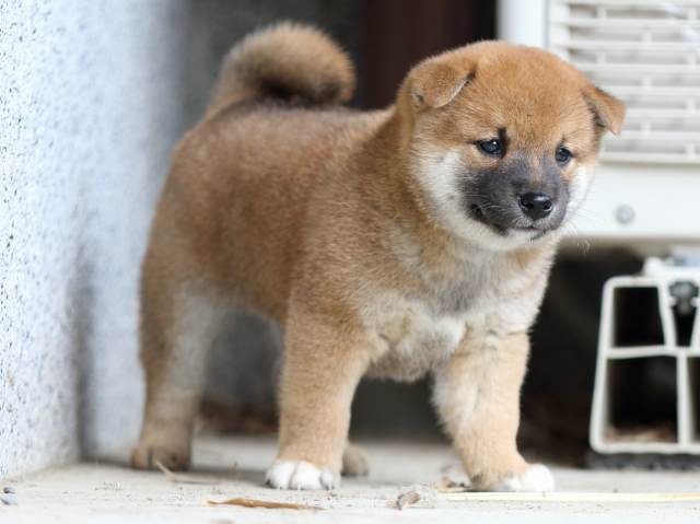 FP5A4539-puppy FP5A4539-puppy