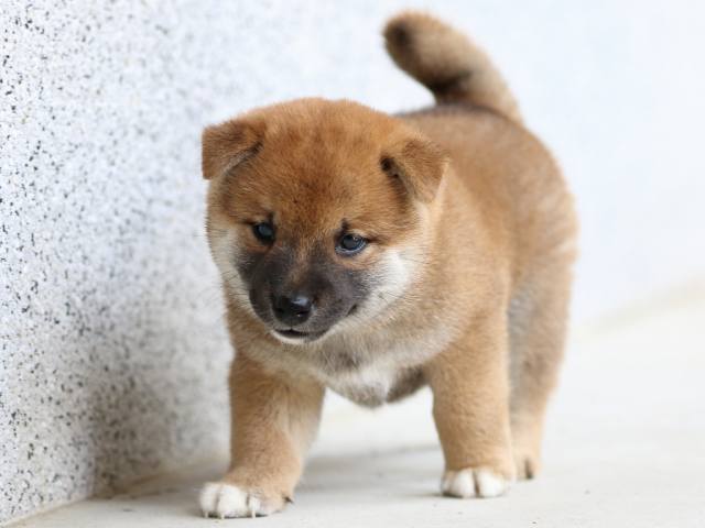 FP5A4557-puppy FP5A4557-puppy