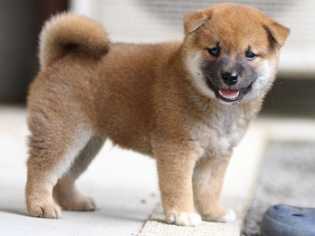 FP5A4617-puppy FP5A4617-puppy