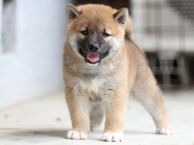 FP5A4685-puppy