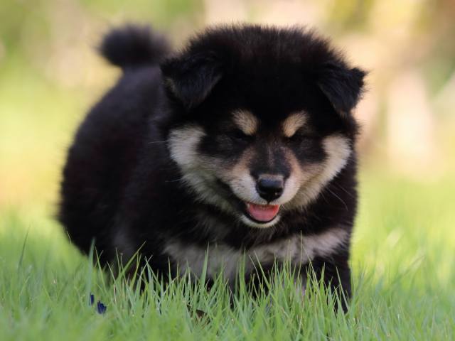 FP5A4730-puppy FP5A4730-puppy