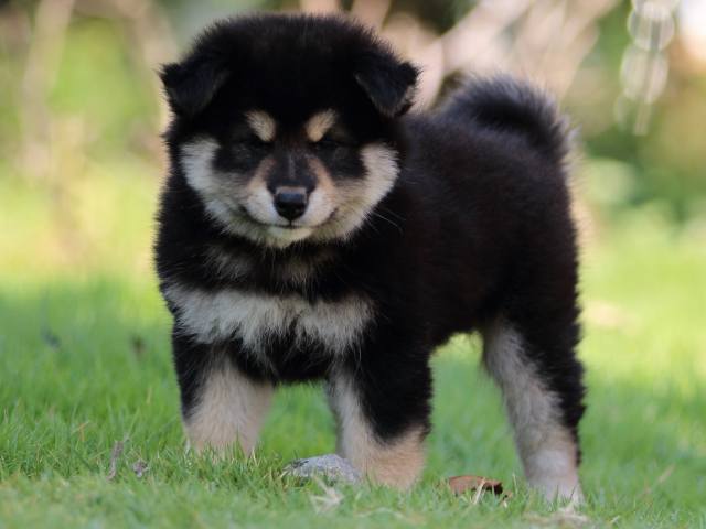 FP5A4742-puppy FP5A4742-puppy