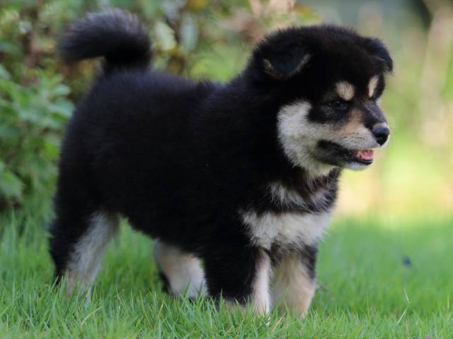 FP5A4750-puppy FP5A4750-puppy