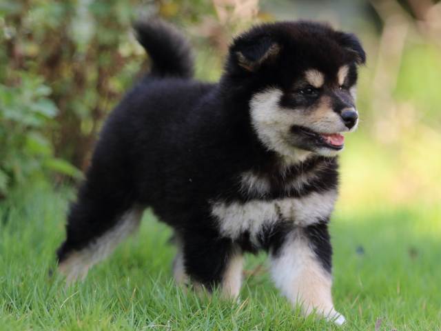 FP5A4752-puppy FP5A4752-puppy