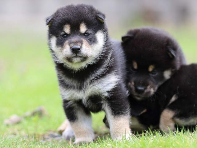 FP5A4782-puppy FP5A4782-puppy