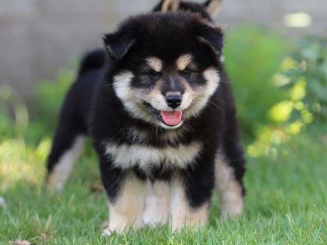 FP5A4802-puppy FP5A4802-puppy