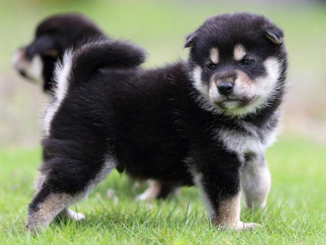 FP5A4811-puppy FP5A4811-puppy
