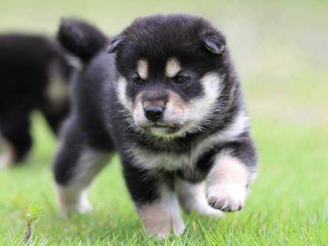 FP5A4814-puppy FP5A4814-puppy