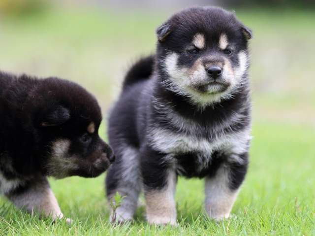 FP5A4822-puppy FP5A4822-puppy