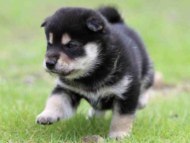 FP5A4824-puppy FP5A4824-puppy