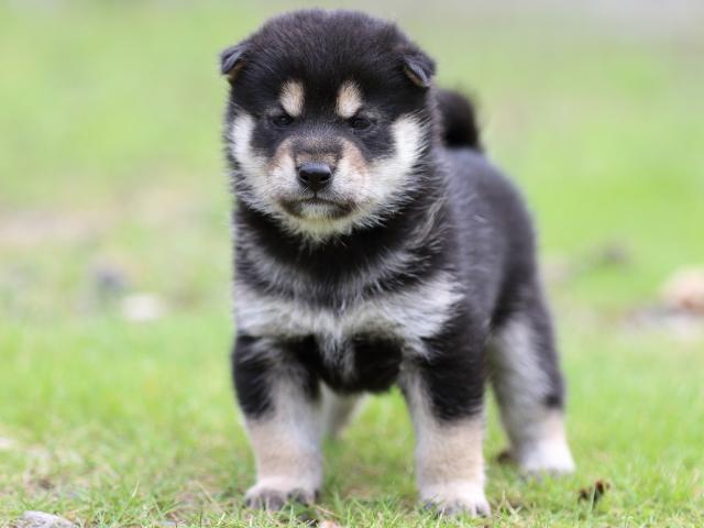 FP5A4838-puppy FP5A4838-puppy