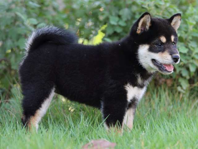 FP5A4853-puppy FP5A4853-puppy