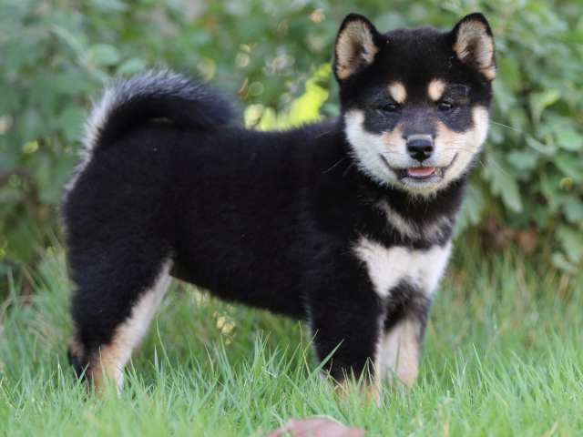 FP5A4863-puppy FP5A4863-puppy