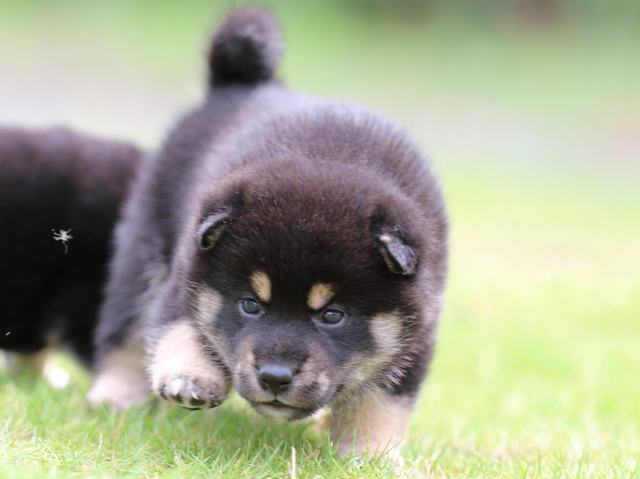 FP5A4901-puppy FP5A4901-puppy