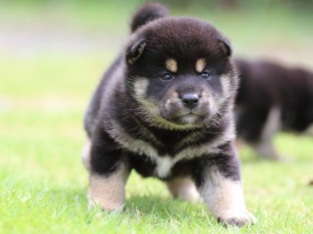 FP5A4906-puppy FP5A4906-puppy