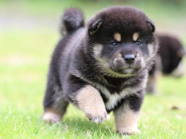 FP5A4908-puppy FP5A4908-puppy
