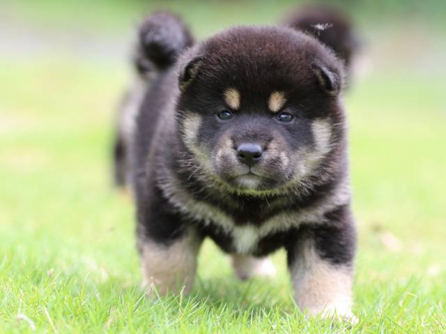 FP5A4911-puppy FP5A4911-puppy