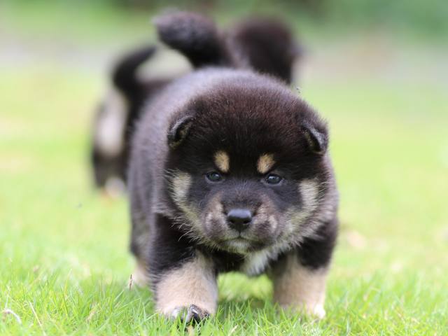 FP5A4913-puppy FP5A4913-puppy