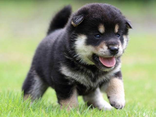 FP5A4957-puppy FP5A4957-puppy