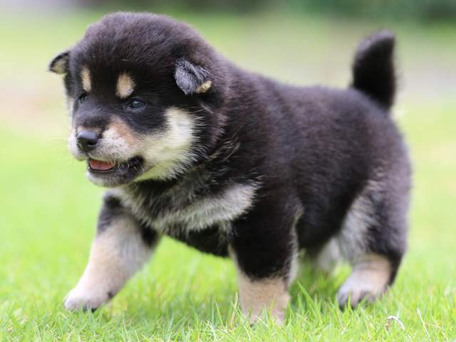 FP5A4979-puppy FP5A4979-puppy
