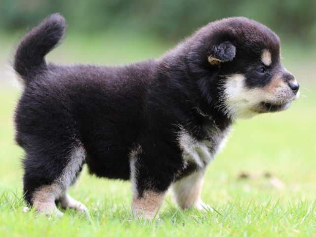 FP5A4996-puppy FP5A4996-puppy