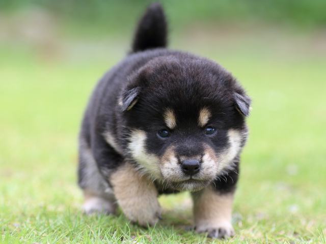 FP5A5003-puppy FP5A5003-puppy