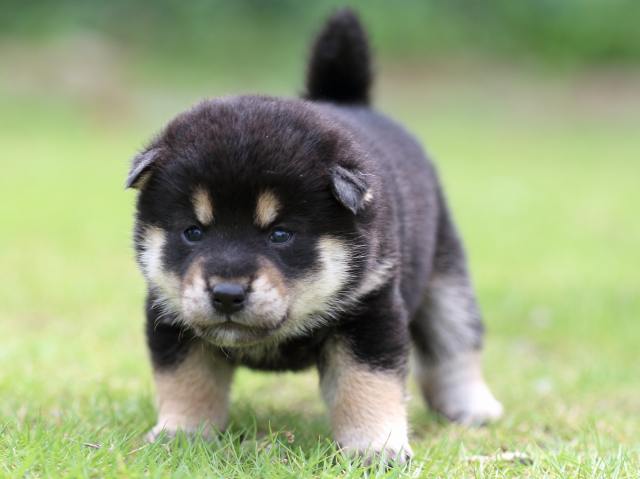 FP5A5007-puppy FP5A5007-puppy