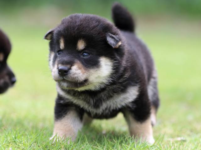 FP5A5011-puppy FP5A5011-puppy
