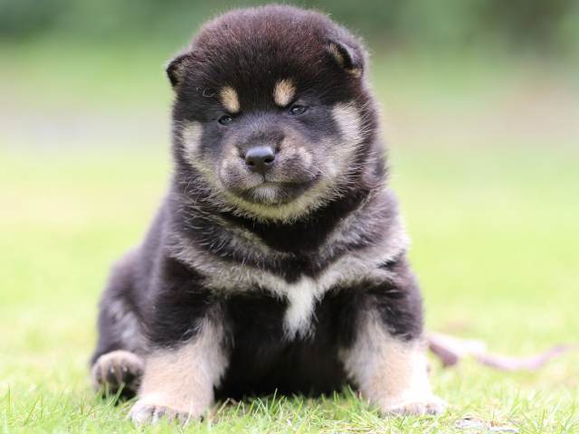 FP5A5053-puppy FP5A5053-puppy