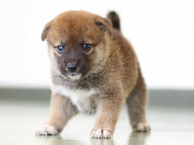 FP5A5156-puppy FP5A5156-puppy