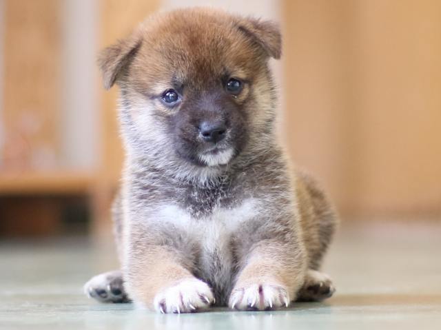 FP5A5163-puppy FP5A5163-puppy