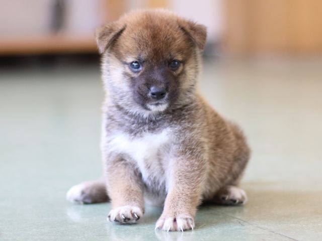 FP5A5188-puppy FP5A5188-puppy