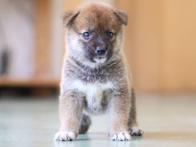 FP5A5205-puppy FP5A5205-puppy