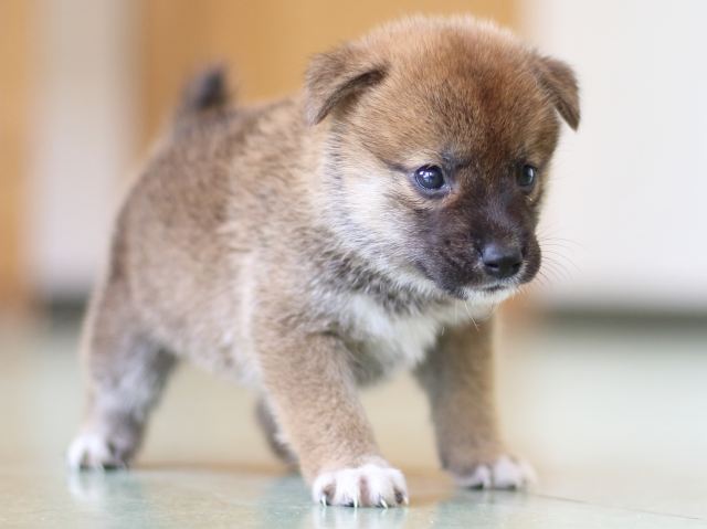 FP5A5209-puppy FP5A5209-puppy