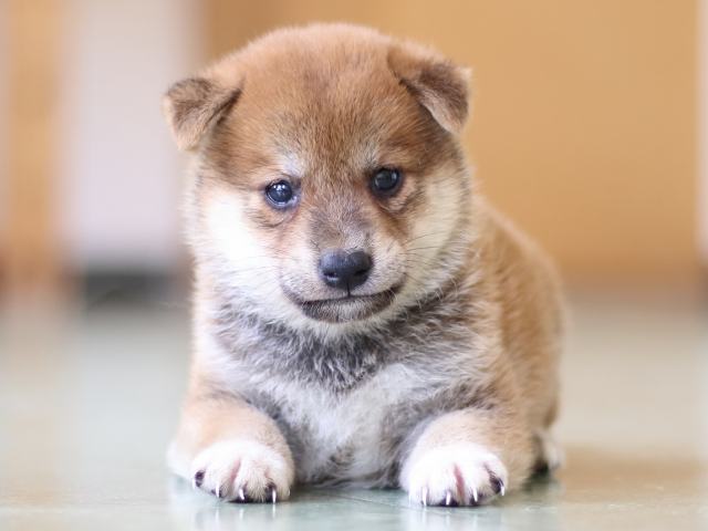 FP5A5244-puppy FP5A5244-puppy