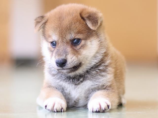 FP5A5248-puppy FP5A5248-puppy