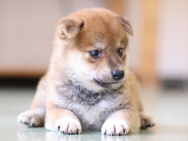 FP5A5252-puppy FP5A5252-puppy