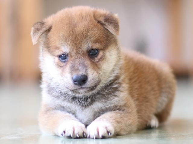 FP5A5273-puppy FP5A5273-puppy