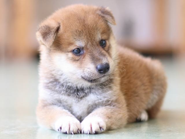 FP5A5277-puppy FP5A5277-puppy