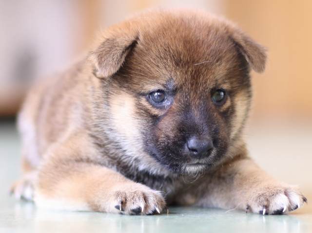 FP5A5298-puppy FP5A5298-puppy